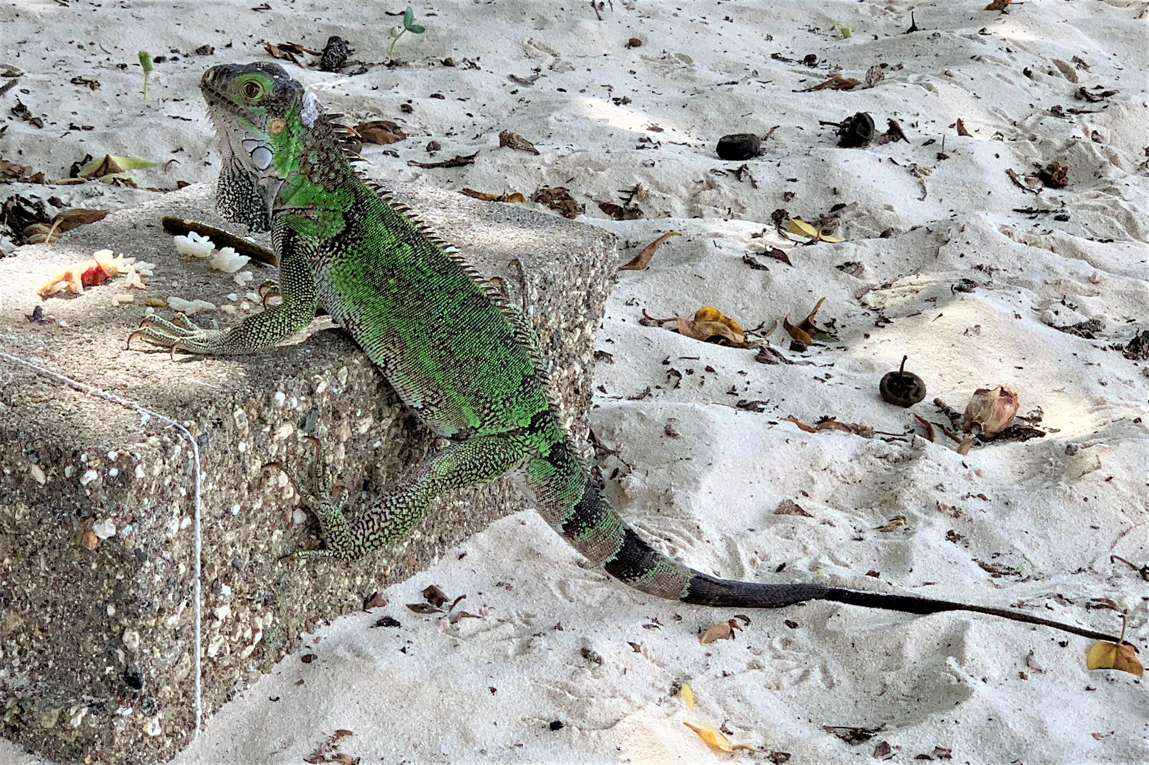 Aruba